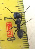 Camponotus vagus